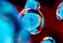 Researchers design miniature bone marrow organoids Researchers design miniature bone marrow organoids