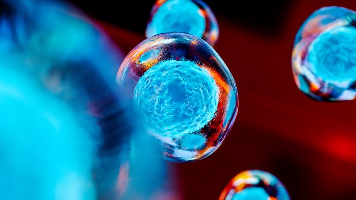 Researchers design miniature bone marrow organoids