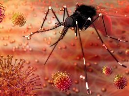 Understanding the impacts of Zika virus on microcephaly