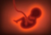 Researchers find gene that inhibits embryonic development Researchers find gene that inhibits embryonic development