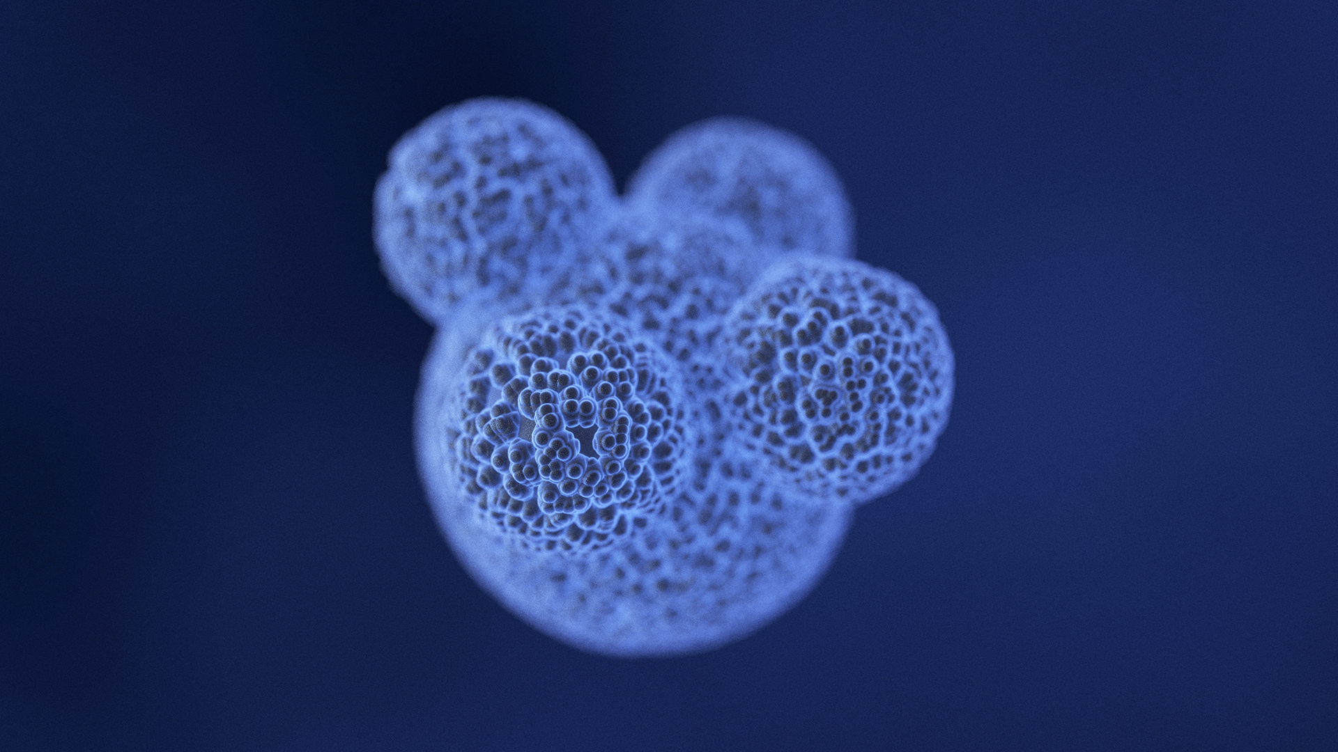 Exploring the role of mitochondria in the immune system