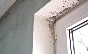 How dangerous is mould in the home?