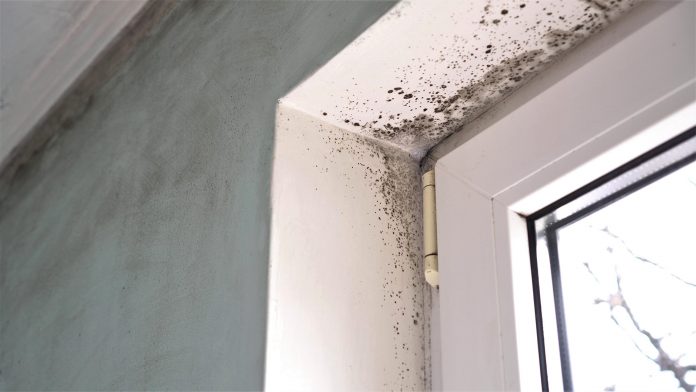 How dangerous is mould in the home?