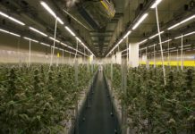 Fluence selected as an LED technology partner by a major cannabis cultivator in Portugal