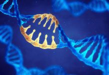 Genetic link discovered between Duchenne muscular dystrophy and cancer