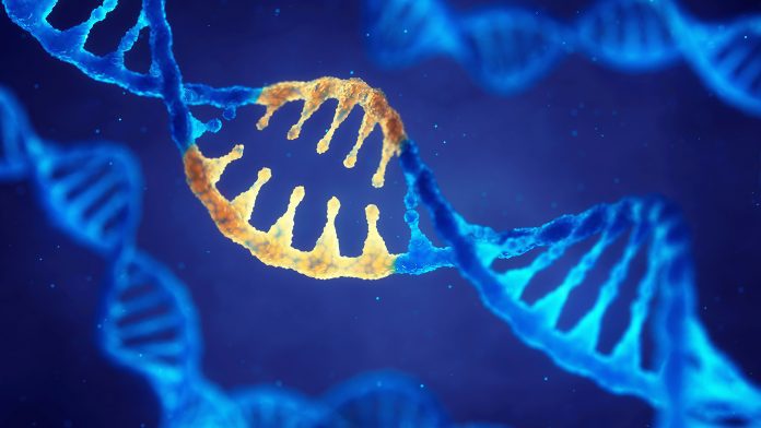Genetic link discovered between Duchenne muscular dystrophy and cancer