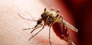 WHO release new guidelines for leishmaniasis