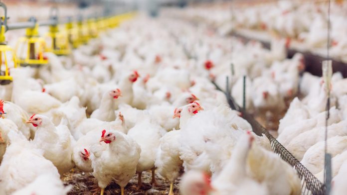 Indoors,Chicken,Farm,,Chicken,Feeding