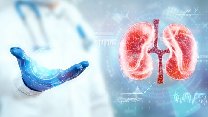The,Doctor,Looks,At,The,Kidney,Hologram,,Checks,The,Test albumin-to-creatinine ratio helps identify early kidney disease