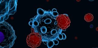 Understanding how T cells fight chronic infections