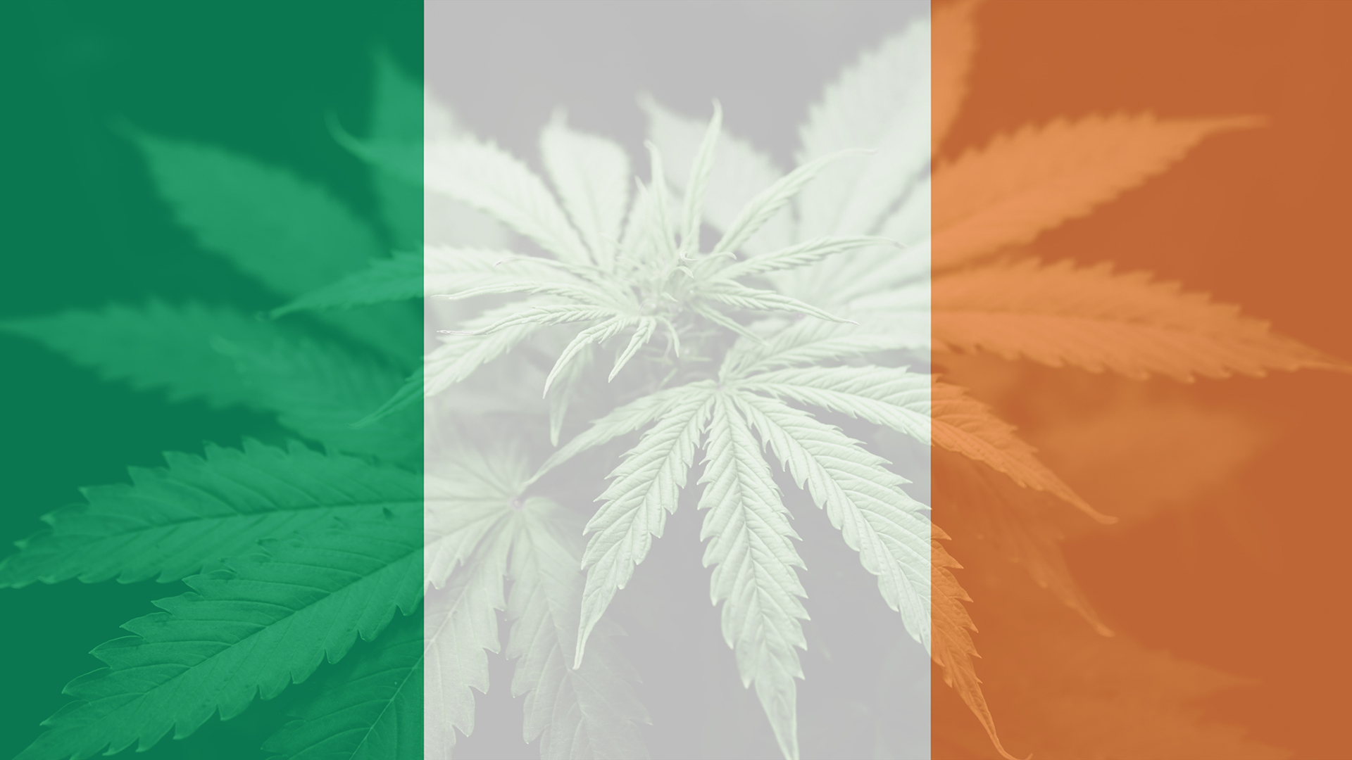 CBD oil in Ireland