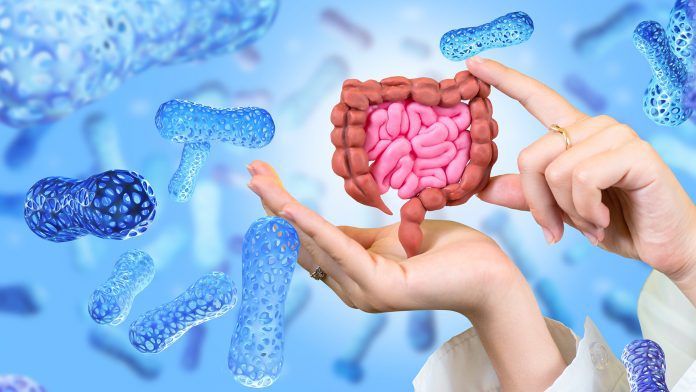 Intestine,In,Hands.,Microbiome,Of,Digestive,System.,Probiotic,Treatment.,Probiotic gut microbiome