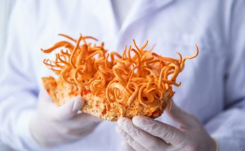 Cordyceps and CBD oil: A revolutionary partnership in health and wellness