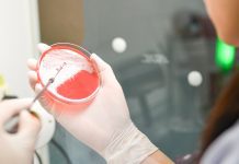 Scientists pioneer new antimicrobial drugs from food by-products antibiotic drugs