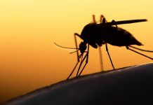 New model reveals how malaria transmission is affected by climate change malaria transmission