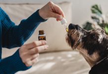 Is CBD the answer to anxiety in dogs? Is CBD the answer to anxiety in dogs?