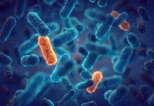 New molecule suppresses bacterial antibiotic resistance New molecule suppresses bacterial antibiotic resistance