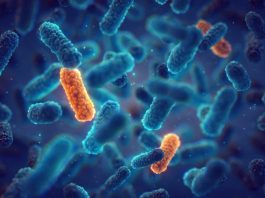 Antimicrobial resistance a growing crisis in Europe, says ECDC antimicrobial resistance